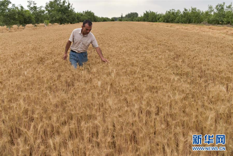 6月21日，在新疆喀什地区泽普县，农民查看小麦成熟情况。当前，随着新疆喀什地区、和田地区等地小麦陆续开镰收割，新疆夏粮收割由南向北将依次展开。与此同时，新疆夏粮收购工作进入准备阶段。新华社记者 丁磊 摄