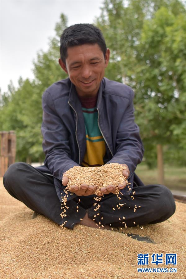 6月21日，在新疆喀什地区泽普县，农民查看收获的小麦。当前，随着新疆喀什地区、和田地区等地小麦陆续开镰收割，新疆夏粮收割由南向北将依次展开。与此同时，新疆夏粮收购工作进入准备阶段。新华社记者 丁磊 摄