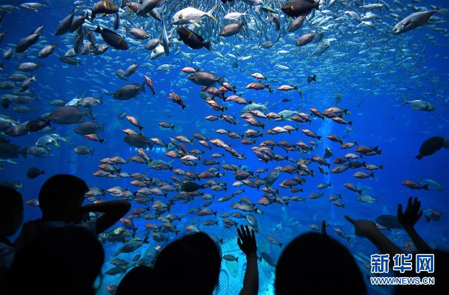 7月10日，游客在三亚亚特兰蒂斯水族馆参观。 暑假期间，三亚进入旅游旺季。新华社记者 郭程 摄