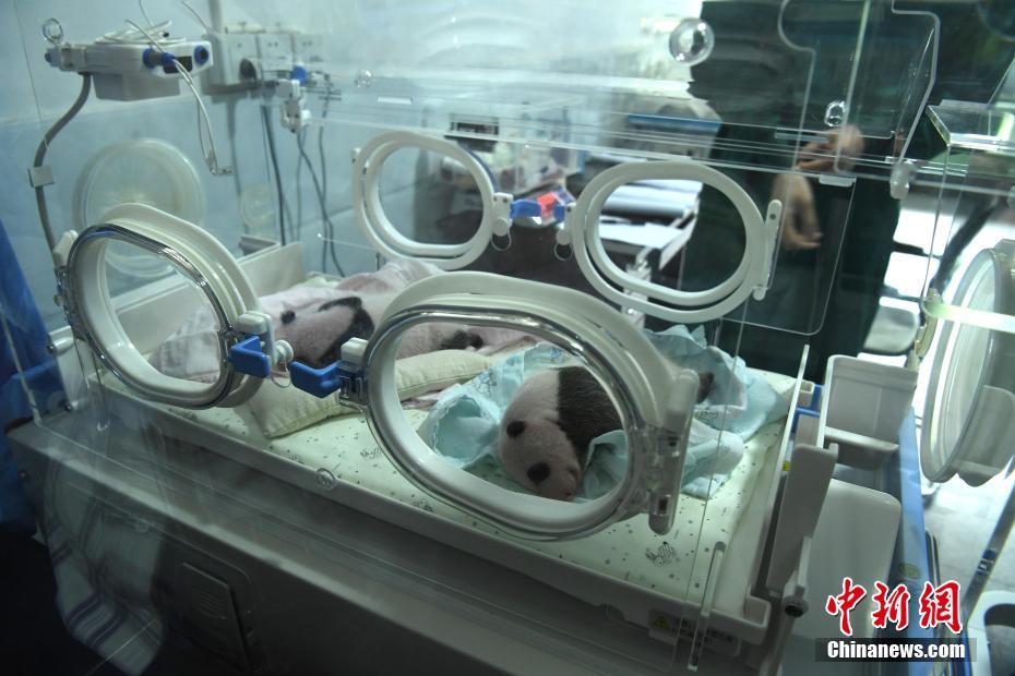 工作人员对熊猫宝宝进行照料。陈超 摄