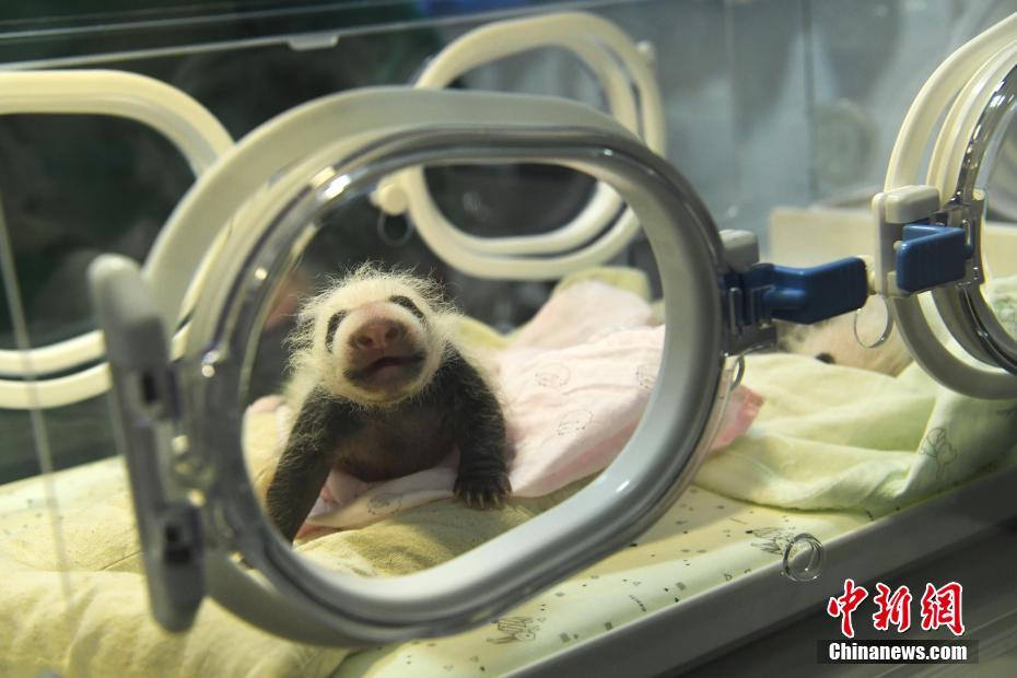熊猫幼仔正在保温箱内活动。陈超 摄