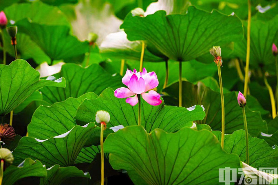 “接天莲叶无穷碧, 映日荷花别样红”。虽已到八月中旬，颐和园的荷花依旧争奇斗艳。中宏网记者 康书源 摄