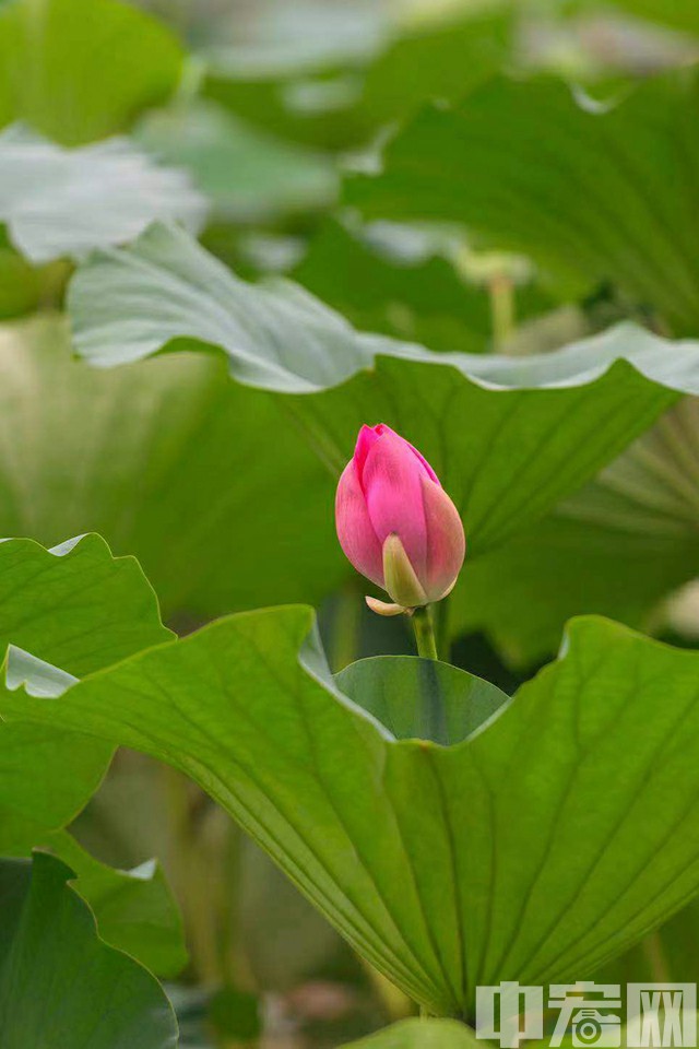 颐和园种植荷花的历史由来已久，在清代慈禧时期就成为昆明湖湖面独特的一景。中宏网记者 康书源 摄