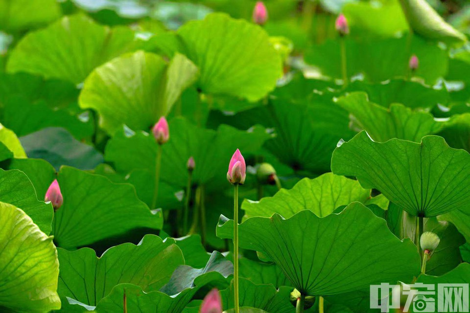 与传统的池塘栽植不同，颐和园根据造景的需要，与岸边的建筑景物搭配决定其疏密程度和生长高度，荷花与池中红鱼悠游相映成趣。中宏网记者 康书源 摄