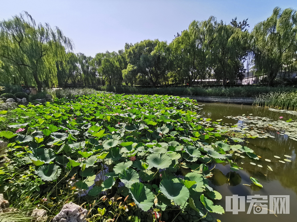 8月21日，京城迎来蓝天白云的好天气。不少市民在龙潭西湖公园散步赏荷，格外惬意。 中宏网记者 富宇 摄