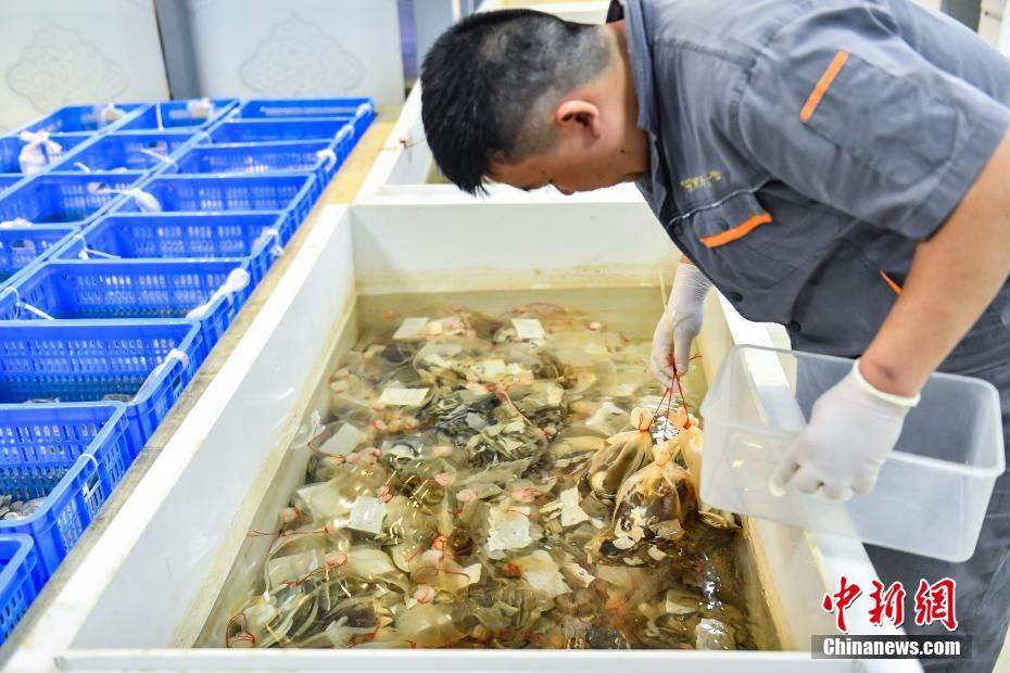 8月22日，位于阳江市的广东海上丝绸之路博物馆，“南海I号”考古队工作人员对沉船的出水文物进行脱盐处理。中新社记者 陈骥旻 摄