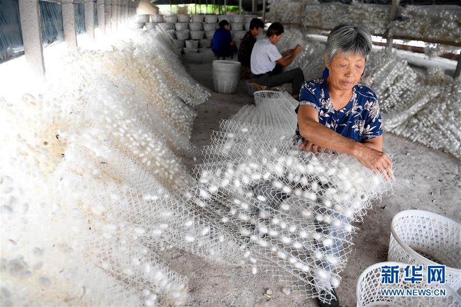 9月17日，安徽省肥西县金牛蚕桑农民专业合作社的农民在整理蚕茧。新华社记者刘军喜摄