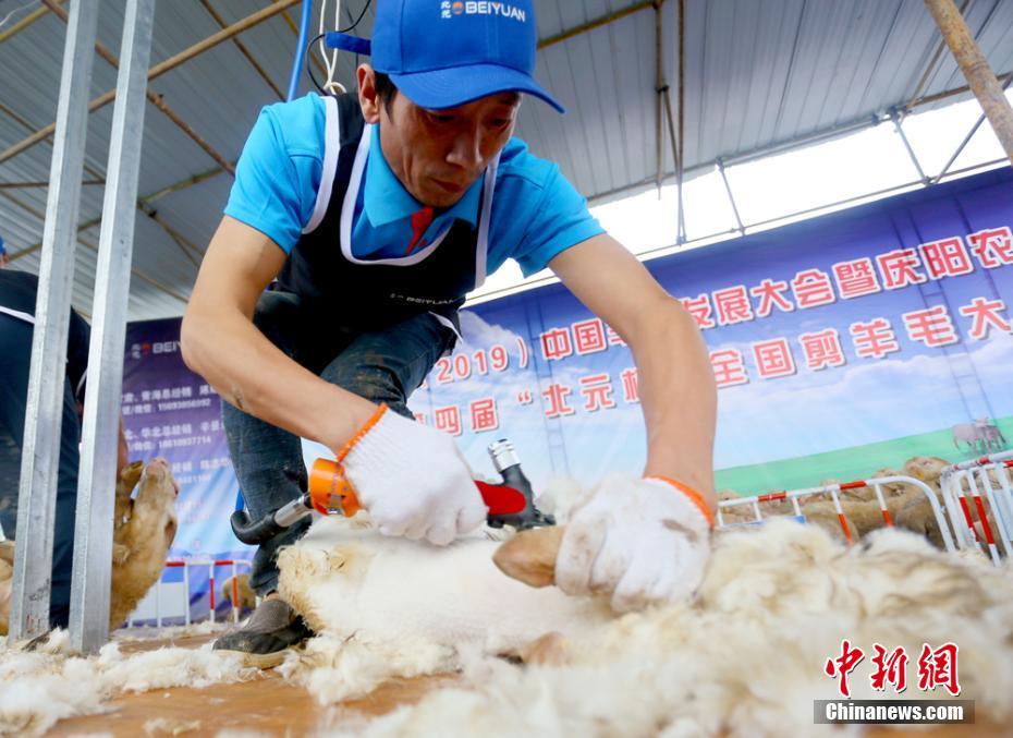 9月17日-19日，第十六届（2019）中国羊业发展大会在甘肃省庆阳市举办，活动期间举行了第四届“北元杯”全国剪羊毛大赛。来自新疆、青海、山东、内蒙古自治区、山西、甘肃等地的32名选手参加了比赛其中包括4位女选手。剪毛大赛上，较乖的小羊让剪毛手很省心。但是不听话的小羊还是比较费事的，剪毛手一边要控制小羊，一边还要控制剪毛机来剪毛，并避免伤到羊羔，相当耗费体力。高展 摄