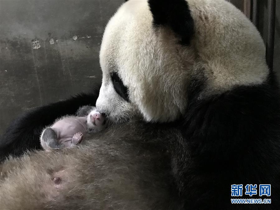 大熊猫楼生抱着睡着的幼仔（9月17日摄）。 陕西省林业科学院秦岭大熊猫繁育研究中心的大熊猫楼生近期诞下一只雌性幼仔，这是今年在陕西省诞生的第三只大熊猫宝宝。 新华社发（徐光岚摄）