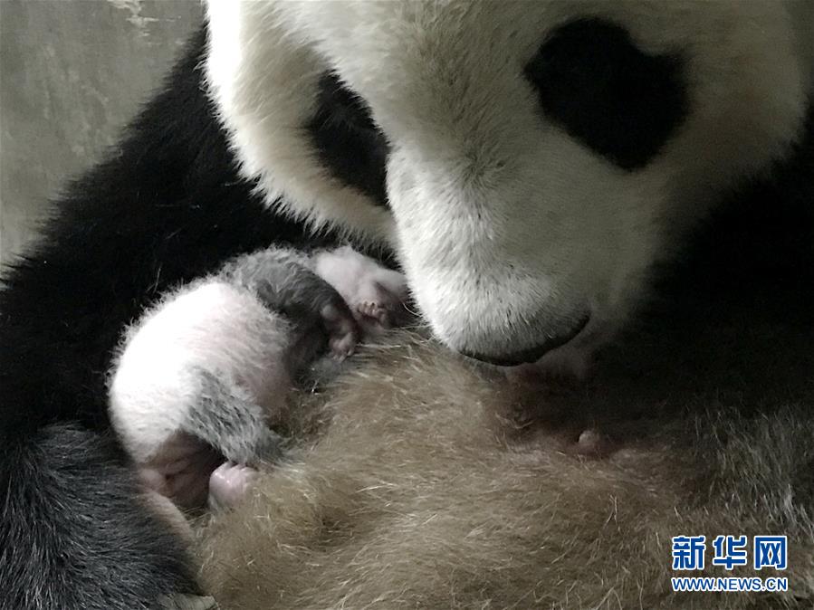 大熊猫楼生抱着睡着的幼仔（9月17日摄）。 陕西省林业科学院秦岭大熊猫繁育研究中心的大熊猫楼生近期诞下一只雌性幼仔，这是今年在陕西省诞生的第三只大熊猫宝宝。 新华社发（徐光岚摄）
