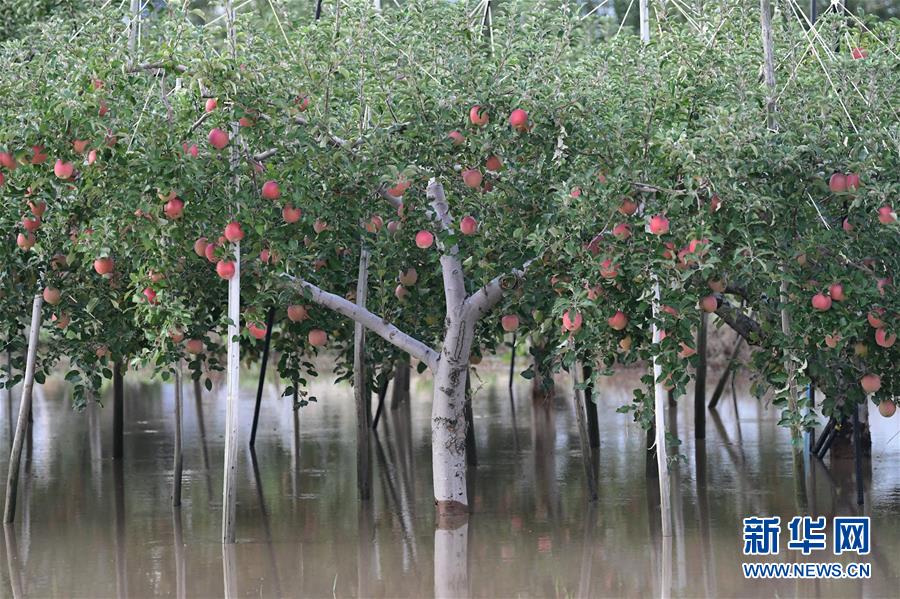 10月13日，日本长野县千曲川决堤后水流侵袭了附近的苹果树。 受今年第19号台风“海贝思”带来的强降雨影响，日本中部长野县一河流13日凌晨发生溃堤，淹没大片民宅和农田，致百余人受困。据日本媒体统计，截至目前，“海贝思”已至少导致10人遇难、16人失踪、128人受伤。 新华社记者 华义 摄