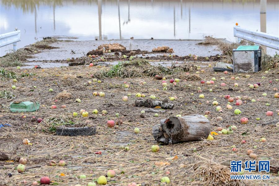 10月14日，在日本长野市，千曲川决堤后，水流侵袭了附近的苹果树。 受纵贯东日本强台风“海贝思”带来的强降雨影响，日本多地暴发洪灾，已造成33人死亡、19人失踪。据日本共同社13日统计，“海贝思”过境导致日本多处河流泛滥，目前有21条河流决堤24处。其中，流经长野县的千曲川决堤，造成长野市和千曲市大范围被淹，大片住宅区被洪水包围，有的房屋甚至被淹至2层。 新华社记者 华义 摄
