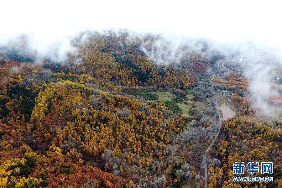 这是10月16日无人机拍摄的山西庞泉沟国家级自然保护区。 当日,雨后的山西庞泉沟国家级自然保护区云雾缭绕,景色迷人。庞泉沟国家级自然保护区位于山西省交城县和方山县交界处,森林覆盖率高达74%,是黄土高原上难得的绿洲,有“华北绿肺”之称。 新华社记者 詹彦 摄