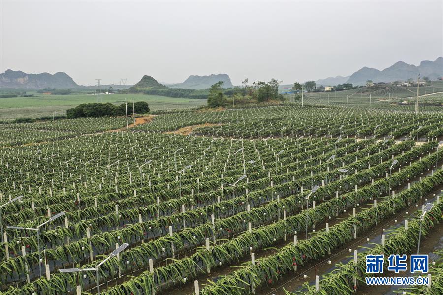 这是广西隆安县一处安装有灯光补给系统的火龙果种植基地(10月16日无人机拍摄)。近年来,广西隆安县以推进特色农业基地建设和转变农业生产方式为突破口,大力发展高效现代农业。经过多年深耕,隆安县火龙果种植产业得到迅速发展,截至2018年底全县火龙果种植面积已超过5万亩,年产量突破10万吨。 目前,隆安县多个大中型火龙果种植基地通过引入灯光补给系统,给生长期的火龙果进行补光,促进光合作用,延长挂果期,提高火龙果的产量。新华社记者 曹祎铭 摄