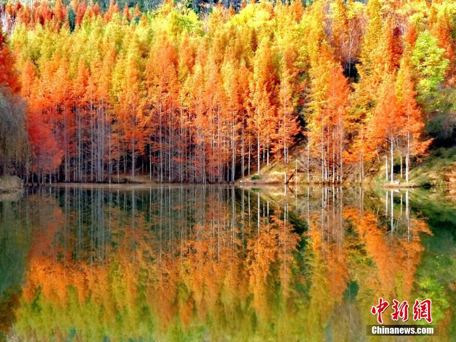 近日,被誉“中国深呼吸小城”的甘肃陇南市两当县境内,秋天将这座深山小城渲染成五彩斑斓的样子,建设古朴精致的小木屋点缀于山体。相比人声喧闹的城市,两当县多了几许宁静、安逸,不觉让人感叹岁月静好。冉创昌 摄