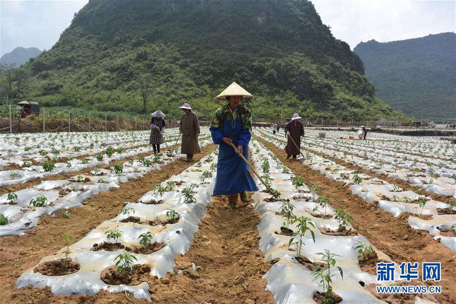在广西天等县一处辣椒种植基地务工的村民给辣椒松土(10月5日摄)。新华社记者 覃星星 摄