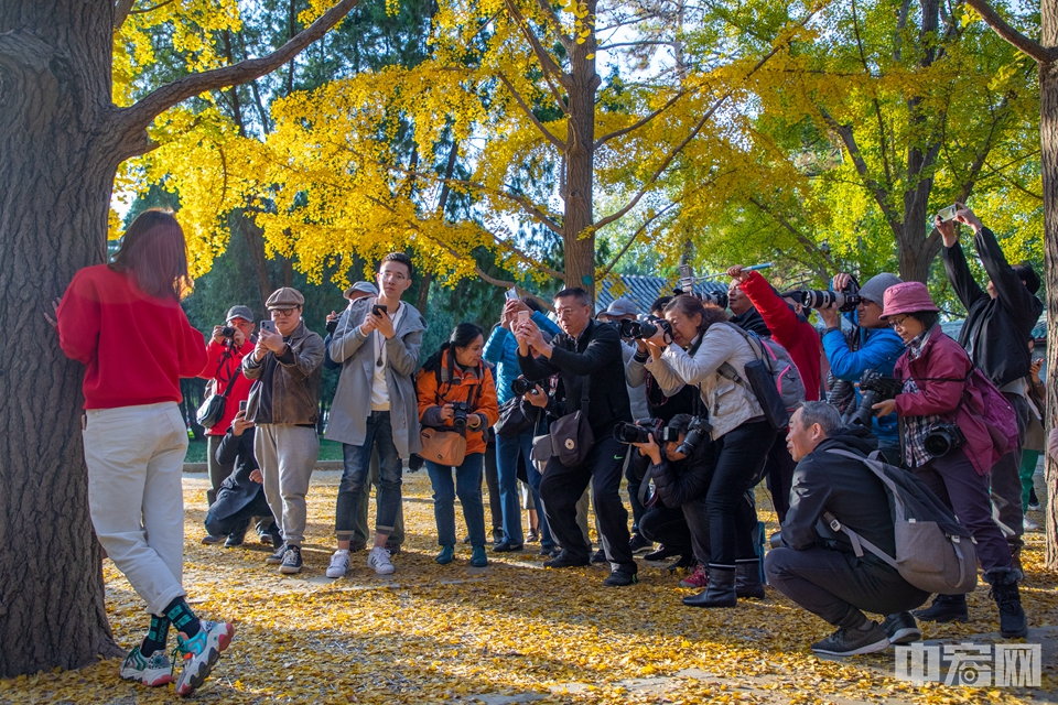 地坛公园的秋日美景吸引众多摄影爱好者为模特拍照。中宏网记者 康书源 摄