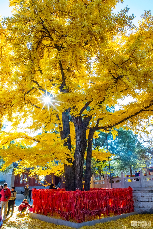 在红螺寺景区浓郁的秋色里，千年夫妻银杏树是赏秋最不容错过的一道美景。站在壮美璀璨的银杏树前，只需一眼就足够填满整个秋天的心动。中宏网记者 康书源 摄