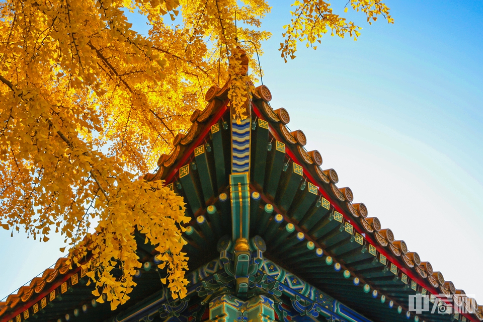 当景山披上了黄金叶的服饰，有如满城尽带黄金甲般壮丽。