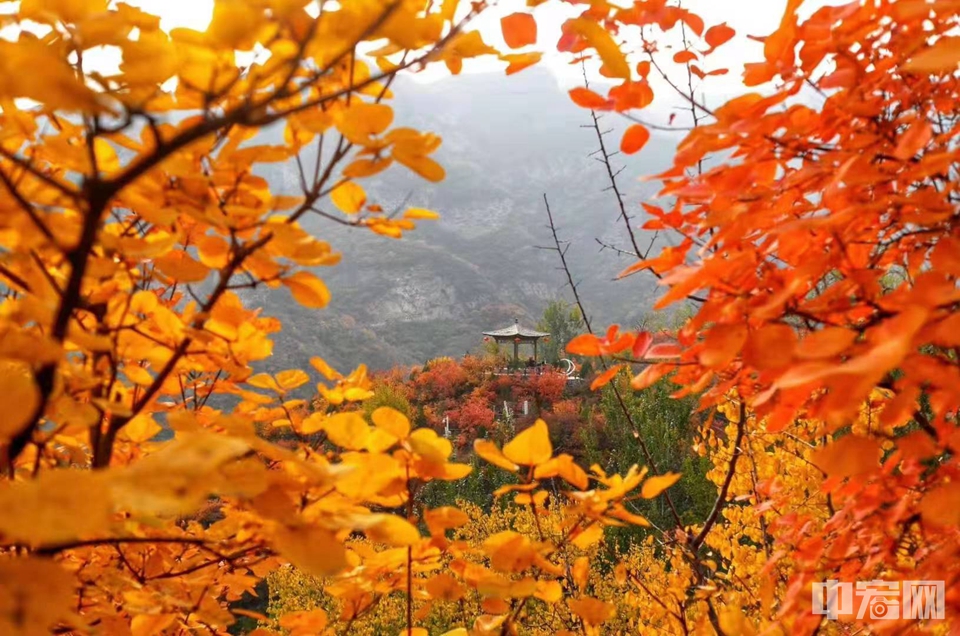 看坡峰岭万红丛中点点绿韵，听北国秋层林深处一城喧哗。漫山遍野的黄栌红叶渐次变红，点燃了整个坡峰岭。供图（田雨昊 摄）