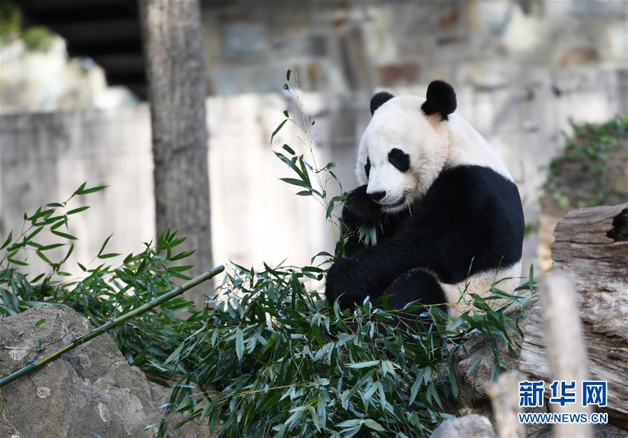 11月11日，在美国华盛顿，中国旅美雄性大熊猫“贝贝”在美国国家动物园吃竹叶。新华社记者 刘杰 摄