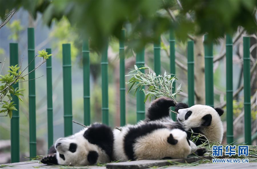 新华社成都11月12日电（记者余里）2019年共繁殖大熊猫37胎60只，存活57只，全球圈养大熊猫数量达到600只。同比2018年，圈养大熊猫数量净增52只，增长率为9.31%。

　　11月12日，以“大熊猫繁育与技术研究”为主题的大熊猫繁育技术委员会2019年年会在成都举行开幕式。开幕式上，国家林草局野生动植物保护司一级巡视员贾建生首次发布了2019年最新大熊猫数据。

　　圈养大熊猫种群数量再创新高，健康、有活力、可持续发展的圈养种群已基本形成。以此为基础，为促进野生种群复壮的大熊猫野化放归研究工作也正稳步开展。

　　以成都大熊猫繁育研究基地等为主体的圈养大熊猫科研繁育机构，深入推动技术创新，建立了四川省濒危野生动物保护生物学重点实验室，与数十家国际保护机构和组织建立了科研合作关系，累计取得了近百项国家专利和重大科技成果。

　　攻克了大熊猫配种、繁殖、育幼方面的难题，并通过全国大熊猫繁育配对，推动基因交流，进一步加强了大熊猫遗传学研究与管理。