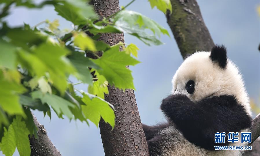 5月26日在位于四川卧龙国家级自然保护区的中国大熊猫保护研究中心卧龙神树坪基地拍摄的大熊猫。  新华社记者 薛玉斌 摄