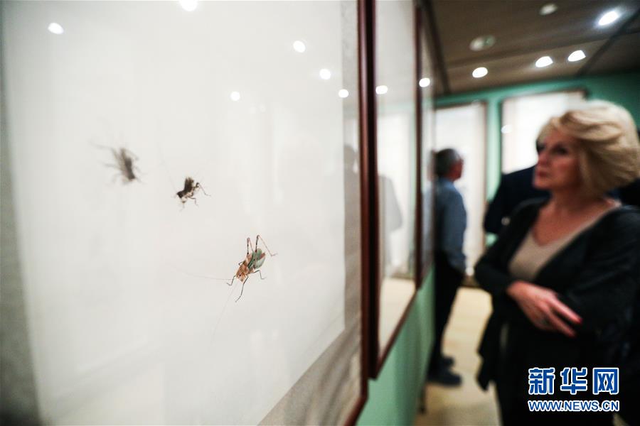 11月12日，观众在希腊雅典塞奥哈拉基斯艺术基金会美术馆观看齐白石艺术展。 新华社记者 郑焕松 摄