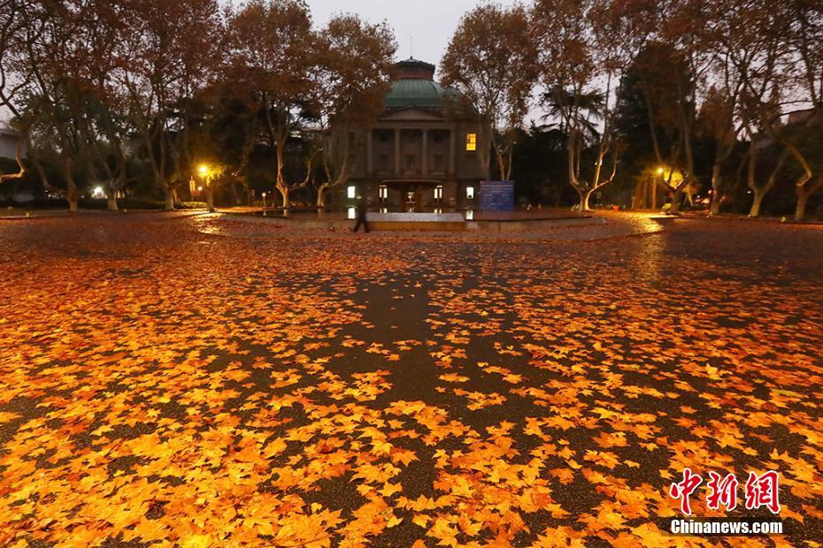 11月18日清晨，一场风雨过后的南京东南大学校园内梧桐树叶纷纷落下，均匀铺满道路似“地毯”。泱波 摄