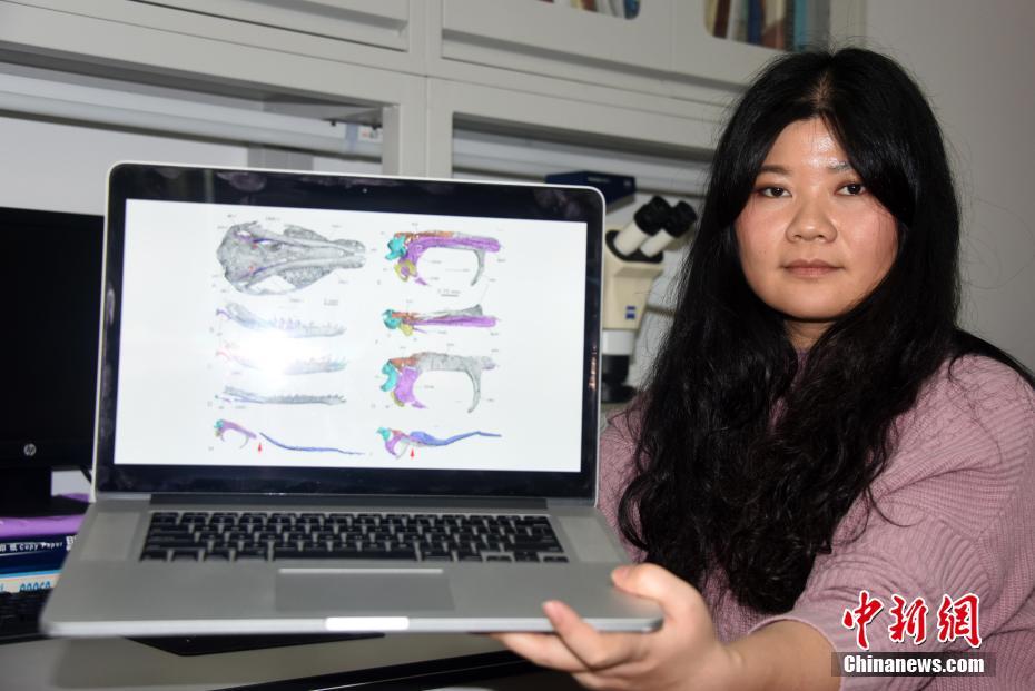 图为成果论文第一作者毛方园展示展示介绍李氏源掠兽中耳、内耳、麦氏软骨的形态和解剖学位置。 中新社记者 孙自法 摄