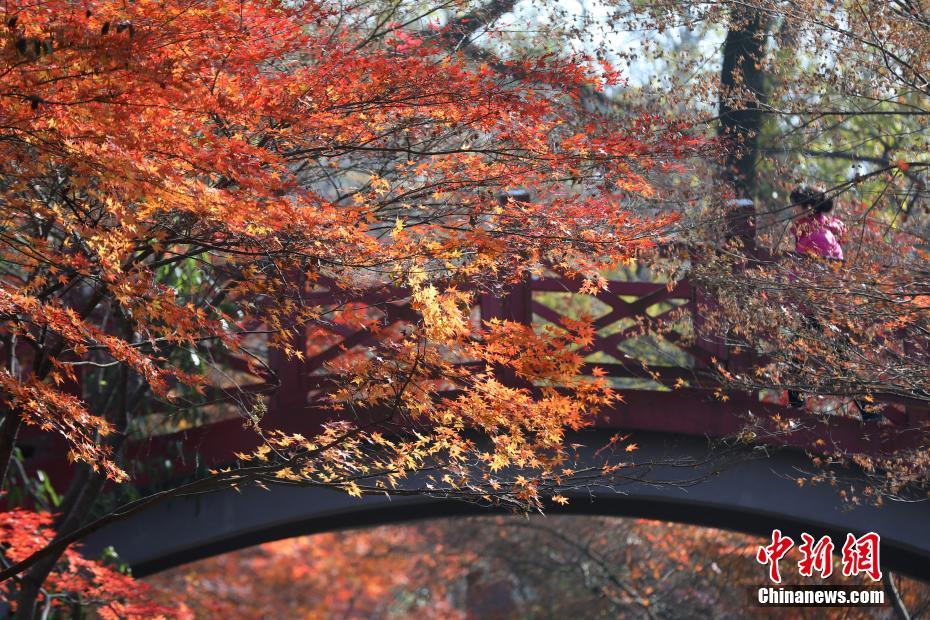 12月8日，南京紫金山红枫岗枝叶层叠呈现多彩“枫”景，吸引不少市民与游客前来感受万种“枫”情。中新社记者 泱波 摄