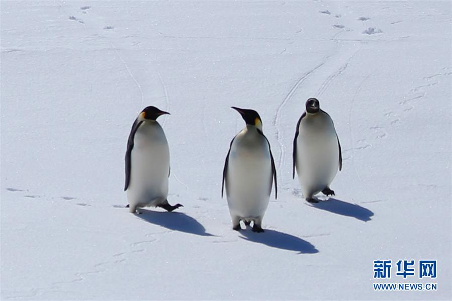 12月6日在“雪龙2”号上拍摄的3只帝企鹅。 当日，“雪龙2”号在普里兹湾海域一处浮冰处的海域作业时，充满“好奇心”的3只帝企鹅从远处赶来围观“雪龙2”号。约半小时后，3只帝企鹅跳入海中，“心满意足”地离去。 12月3日至12月7日，中国第36次南极考察队在南大洋普里兹湾进行多学科科考作业。 新华社记者刘诗平摄