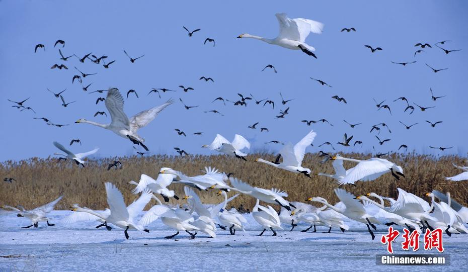 隆冬时节，新疆北部银装素裹，然而位于新疆玛纳斯国家湿地公园的天鹅湖保护区，湖水依然没有结冰，水汽氤氲，涟漪浅漾，成群结对的野生鸟类戏水、觅食。入冬之后，越来越多的天鹅飞到玛纳斯国家湿地公园栖息越冬。湿地野生动物保护科专家预测，今年飞来的越冬天鹅达800多只。作为湿地精灵，天鹅的到来给冬日里的玛纳斯县国家湿地公园增添了很多生机和活力。王昊波 摄