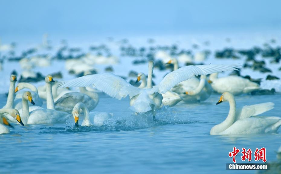隆冬时节，新疆北部银装素裹，然而位于新疆玛纳斯国家湿地公园的天鹅湖保护区，湖水依然没有结冰，水汽氤氲，涟漪浅漾，成群结对的野生鸟类戏水、觅食。入冬之后，越来越多的天鹅飞到玛纳斯国家湿地公园栖息越冬。湿地野生动物保护科专家预测，今年飞来的越冬天鹅达800多只。作为湿地精灵，天鹅的到来给冬日里的玛纳斯县国家湿地公园增添了很多生机和活力。王昊波 摄