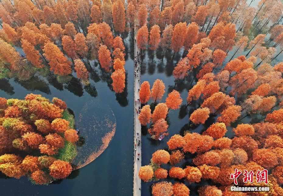 12月11日，上海，水杉树原本翠绿色的叶片转为赭红色，矗立水中，十分壮观。上海青西郊野公园是上海唯一的“水上森林”，占地83亩。树木已经适应在水中生长，粗大的树根牢牢地扎根水中。在午后阳光照耀下，一大片水杉矗立水中，倒映着树笔直的身躯。殷立勤 摄