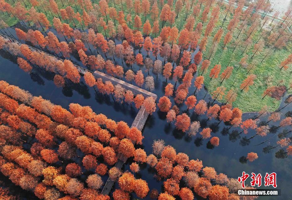 12月11日，上海，水杉树原本翠绿色的叶片转为赭红色，矗立水中，十分壮观。上海青西郊野公园是上海唯一的“水上森林”，占地83亩。树木已经适应在水中生长，粗大的树根牢牢地扎根水中。在午后阳光照耀下，一大片水杉矗立水中，倒映着树笔直的身躯。殷立勤 摄