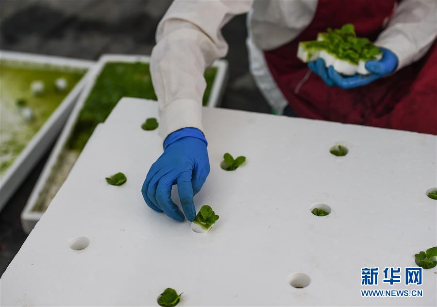 12月12日，海口桂林洋国家热带农业公园内，工作人员将拆分下的小白菜幼苗连同海绵一起栽入留有圆孔的泡沫板里。桂林洋国家热带农业公园是海南省“十三五”重点项目，是按景区标准建设的农业公园。 新华社记者 蒲晓旭 摄