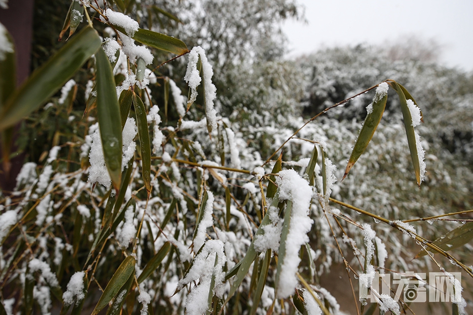 12月15日傍晚至16日上午，北京迎来了今冬第二场降雪。16日，积雪堆落在竹叶上。中宏网记者 康书源 摄