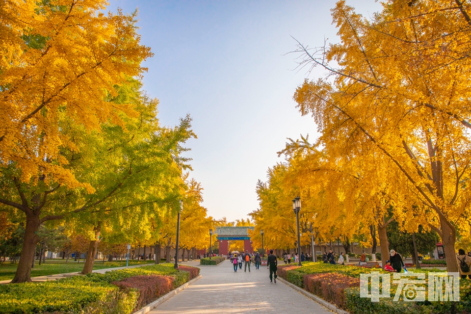 11月7日，北京地坛公园“银杏大道”秋色迷人。 中宏网记者 康书源 摄