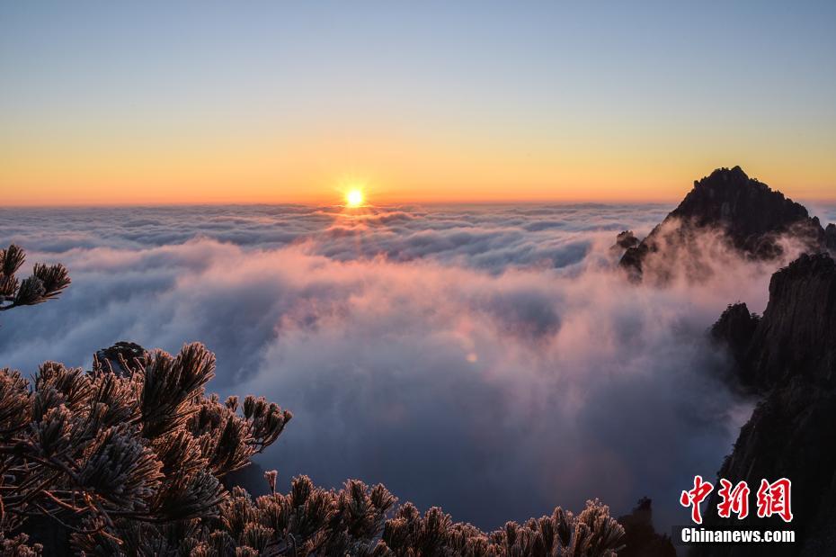 1月12日，安徽黄山天气晴好，漫山松石被雾凇覆盖，晶莹剔透，随着太阳升起，山间云雾聚拢，出现大面积云海景观，雾凇与云海相互映衬，宛如仙境。李金刚 摄
