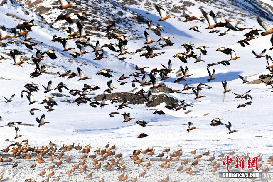 随着祖国北疆内蒙古生态的改善，连日来在乌拉特前旗尔善温泉的湖面上，成群结队的红雁时而嬉戏觅食，时而展翅翱翔，与周边山坡上的皑皑白雪相映成趣，构成了一副活泼灵动的水墨丹青。（张林虎/文 胡东育/摄）