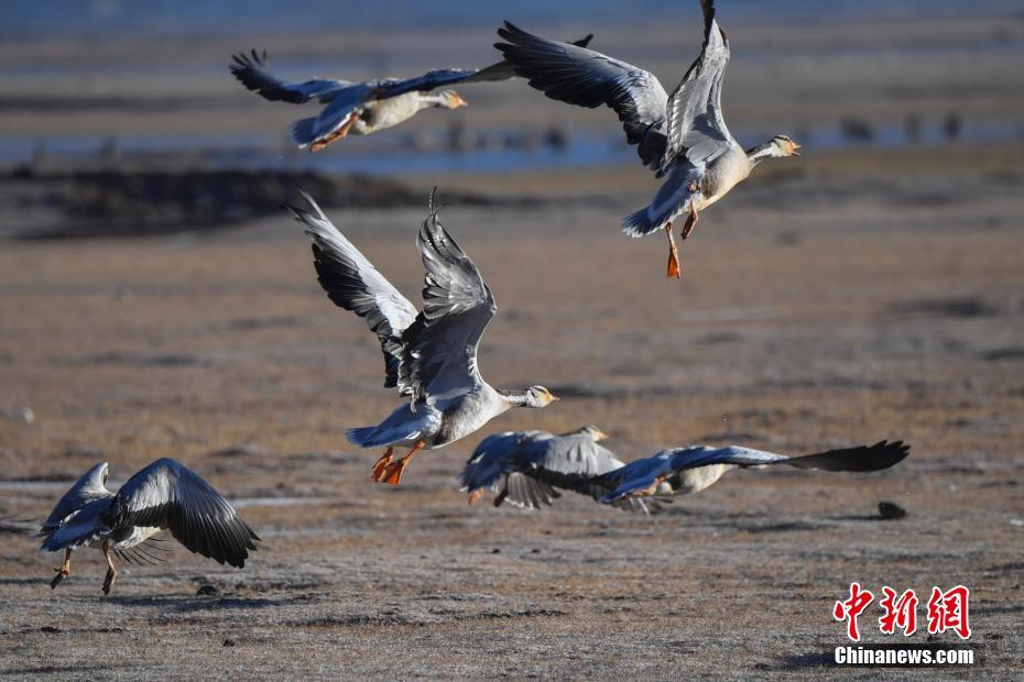 1月17日，纳帕海湿地栖息的候鸟。近年来，云南省迪庆藏族自治州香格里拉市为保护好纳帕海湿地，通过生态补偿争取当地民众支持，积极整治周边水环境，使湿地生态环境得到修复，冬季候鸟种群与数量逐年增加，成为候鸟越冬天堂。中新社记者 刘冉阳 摄