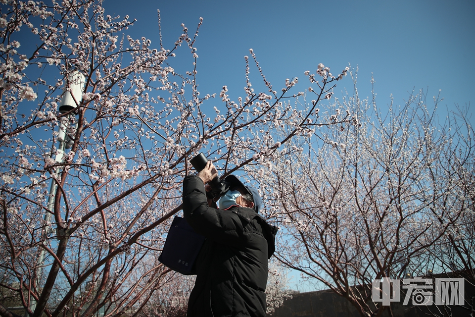 中宏网北京3月10日电 随着近日天气不断转暖，北京明城墙遗址公园的梅花陆续开放，景色迷人。不少市民走出家中，戴着口罩赏花拍照。 中宏网记者 富宇 摄