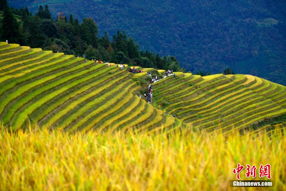 10月17日拍摄的广西桂林市龙胜各族自治县龙脊梯田景观(无人机拍摄.