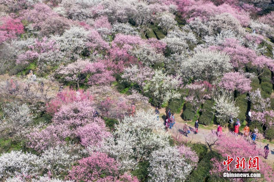 南京梅花山姹紫嫣红春意浓