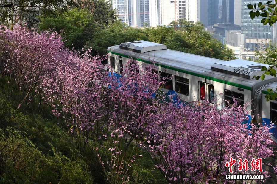 轨道交通2号线佛图关段,大面积的梅花盛开,春意盎然,列车穿行在花海中