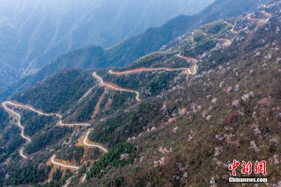 3月14日,江西省九江市武宁县甫田乡太平山景区,万亩野樱花漫山遍野