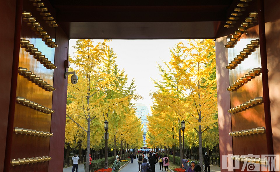 似乎每個公園在這段日子都擁有一條自己的