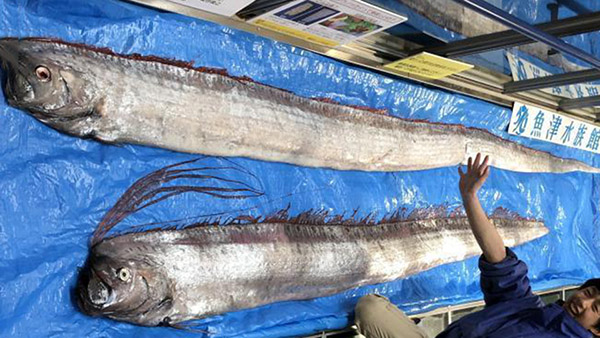 日本冲绳现稀有巨型皇带鱼