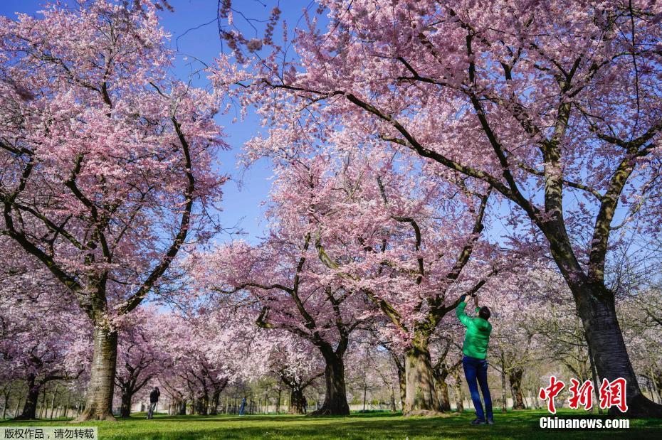 3月27日,德國施韋青根一座公園內,一名男子在盛開的櫻花樹下拍照.